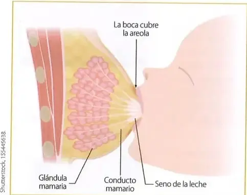 Diagrama de una glándula mamaria que identifica la areola, la glándula mamaria, el conducto mamario y el seno de la leche. La imagen muestra el recorrido de la leche desde las glándulas hacia el seno.