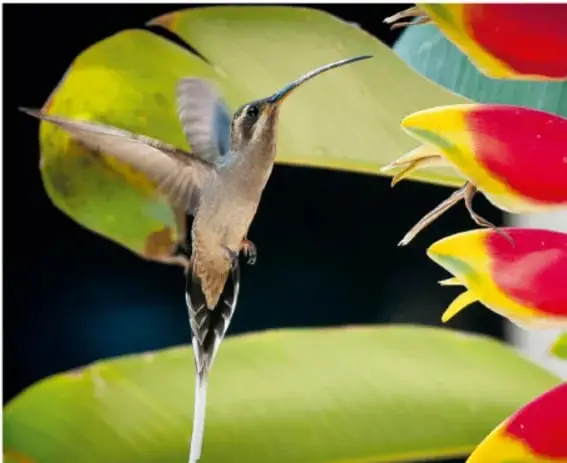 Colibrí de pico muy largo volando hacia flores rojas y amarillas entre hojas grandes.