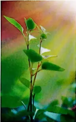 Hoja verde que transforma luz solar