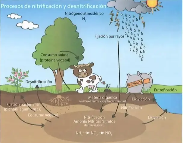 Recuadro socioemocional sobre el consumo de leguminosas como fuente de nitrógeno y proteínas.