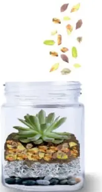 Frasco terminado con una planta suculenta y semillas de alpiste cayendo sobre ella.