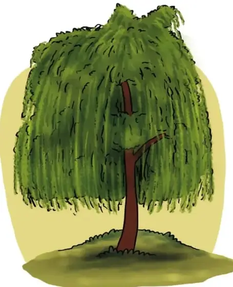 Ilustración de un sauce llorón: tronco corto y muchas ramas largas y colgantes con hojas finas y verdes; sobre fondo amarillo claro circular.