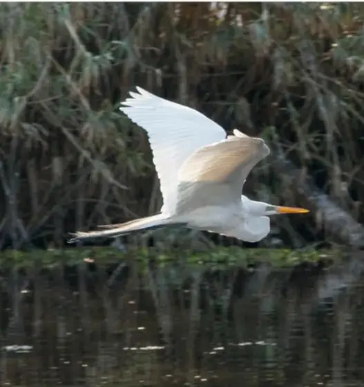 Garza blanca en pleno vuelo con las alas extendidas sobre el agua, con vegetación de fondo.