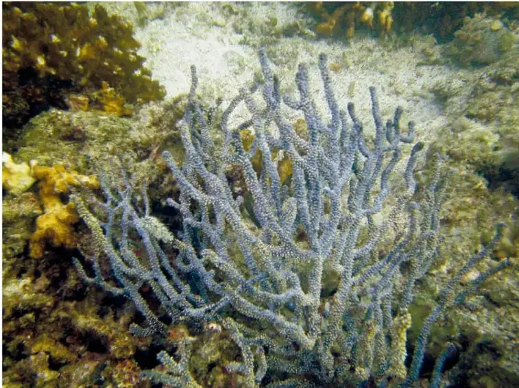 Fotografía submarina de una colonia de coral ramificado de color azul grisáceo sobre el arrecife.
