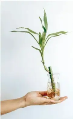 Fotografía de una planta en un frasco con agua, con la etiqueta 'Reproducción asexual de las plantas en mi comunidad'.