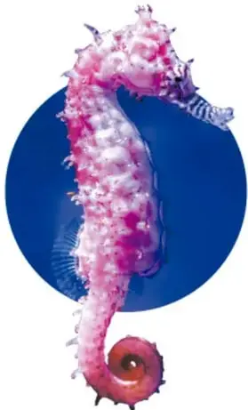 Caballito de mar de color rosa con pequeñas protuberancias blancas, colocado sobre un círculo azul oscuro que simula el fondo del mar.