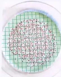 Figura 3 de Matematica 7° · 2025