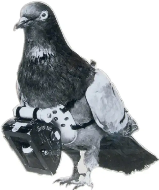 Fotografía de una paloma mensajera en blanco y negro que lleva atada una pequeña cámara fotográfica en el pecho, sistema usado para fotos aéreas.