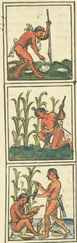 Tres viñetas del Códice Florentino que ilustran el cultivo del maíz: siembra con bastón, cuidado de la planta y cosecha.