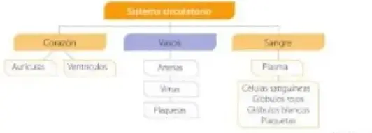 Mapa conceptual del sistema circulatorio con sus 3 componentes.