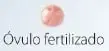 Secuencia ilustrada de las etapas del desarrollo intrauterino, desde el óvulo fecundado hasta el feto de nueve meses.
