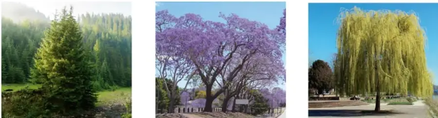 Tres fotografías: un pino en un bosque, un jacaranda con flores moradas y un sauce llorón junto a un camino.