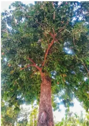 Fotografía de un árbol frondoso de copa amplia con tronco rojizo.