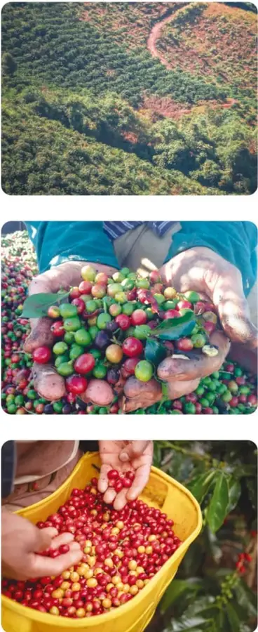 Vista aérea de una ladera cubierta de cultivos de café con un camino de tierra que serpentea entre la vegetación.