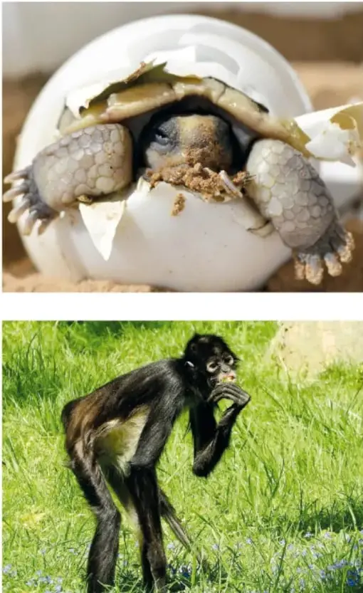 Tortuga recién nacida saliendo de un huevo blanco roto, con la cáscara sobre el caparazón.