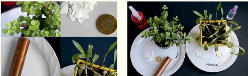 Fotografías de dos lotes experimentales: uno con plantas, cáscaras de huevo y metales rociados con lluvia ácida (etiqueta 'Acid Rain') y otro con agua normal (etiqueta 'Rain').