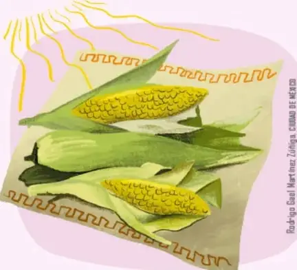 Elotes secándose al sol sobre una manta con motivos decorativos, fondo rosa.