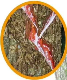 Tronco del árbol del chicle con cortes diagonales rojizos en zigzag, en medio de la selva.