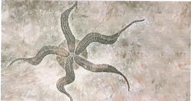 Fósil de estrella de mar antigua encontrada en estratos montañosos