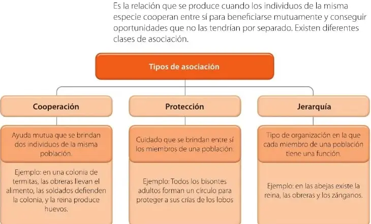 Organizador gráfico con los tipos de asociación: cooperación, protección y jerarquía.