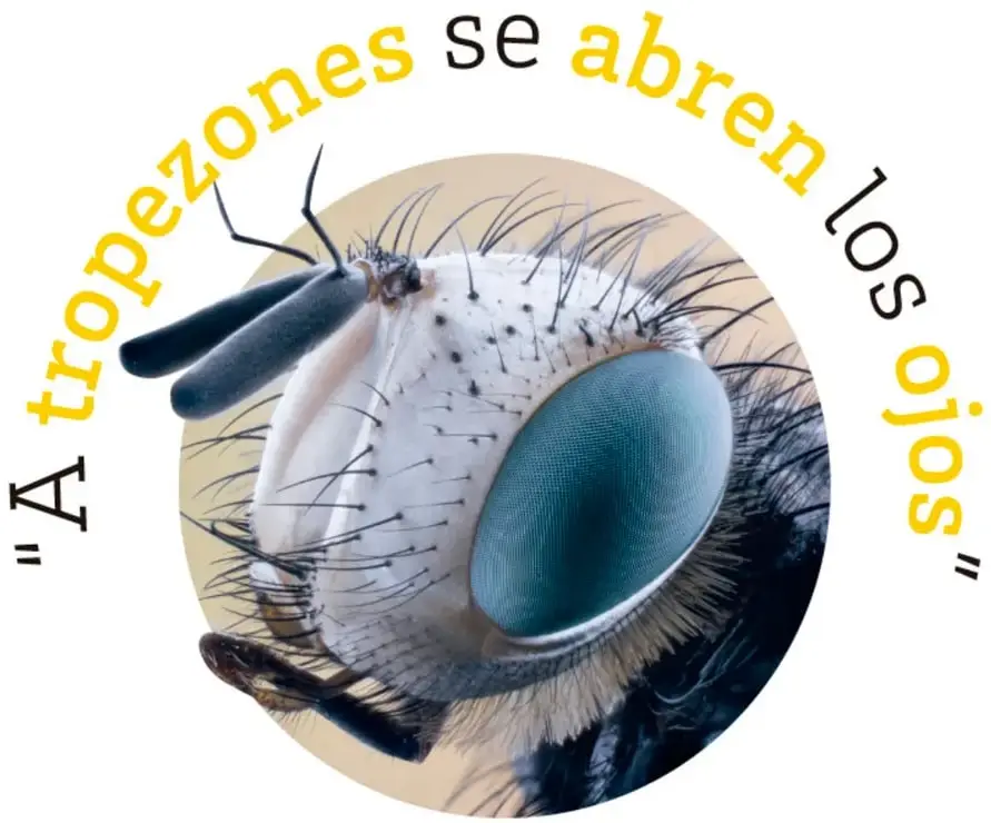 Cabeza de una mosca en primerísimo plano, con un gran ojo compuesto verde azulado, antenas y pelos sensitivos.