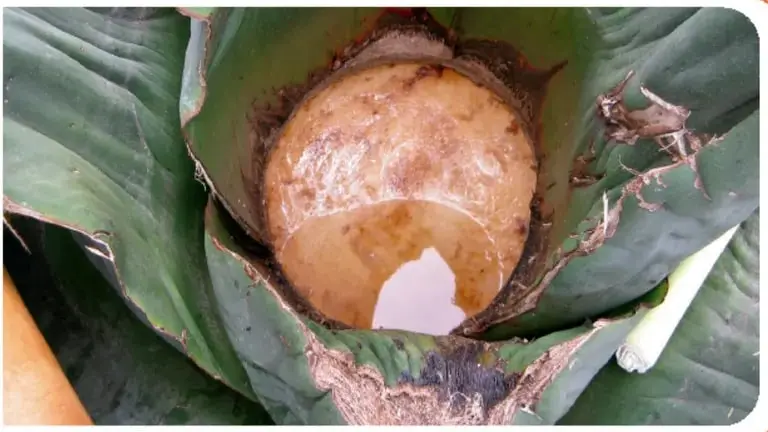 Fotografía de un maguey cortado del que se extrae aguamiel; se observa el líquido en el centro de la penca.