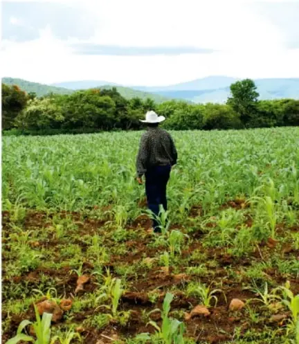 Fotografía de un agricultor con sombrero caminando entre surcos de una parcela recién sembrada, con vegetación y montañas al fondo.