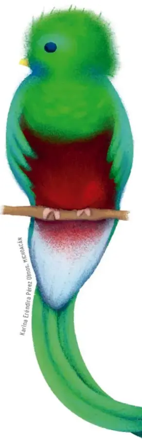 Ilustración de un quetzal, ave símbolo de Guatemala, con cuerpo verde esmeralda, pecho rojo y larga cola verde-azulada, posado en una rama. Crédito vertical: Karina Eréndira Pérez Olmos, Michoacán.