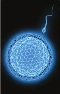 Imagen microscópica que muestra un espermatozoide acercándose a un óvulo; representa la fecundación interna.