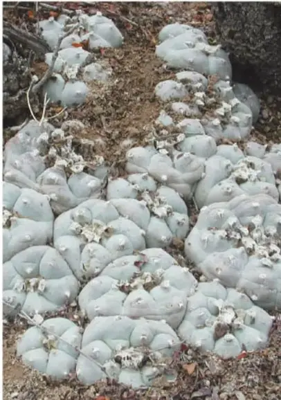 Fotografía de una gran colonia de peyotes (hikuri): cactus pequeños, redondos y azul verdosos agrupados sobre la tierra.