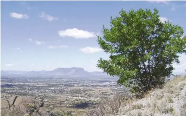 Fotografía de un paisaje con un árbol grande, montañas al fondo y un valle.