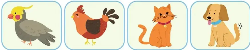 Fila de 4 animales para identificar al exótico: pájaro/loro, gallina, gato, perro.