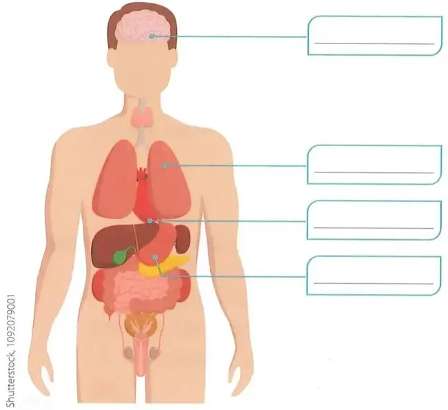 Ilustración del cuerpo humano con cuatro flechas que señalan el cerebro, los pulmones, el corazón y el intestino delgado.