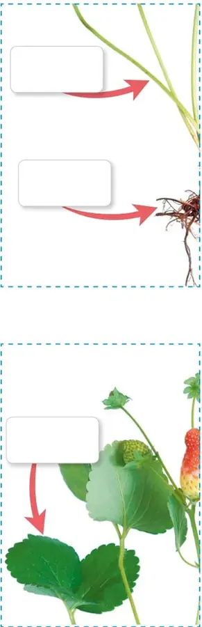 Figura 1 de Ciencias Naturales – Primero Básico | Texto del Estudiante (MINEDUC) – Descargar PDF · 2024