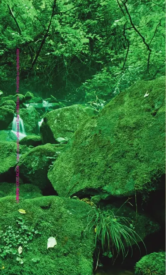 Fotografía de una corriente de montaña rodeada de vegetación abundante y grandes piedras cubiertas de musgo en el bosque lluvioso del Chocó, al noroeste del Ecuador.