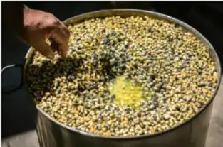 Mano agregando ingredientes a una olla con maíz en cocimiento