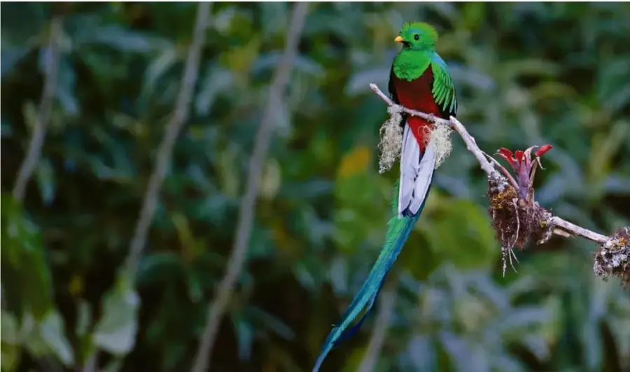Fotografía de un pájaro quetzal de plumaje verde con larga cola azul, posado en una rama entre vegetación.