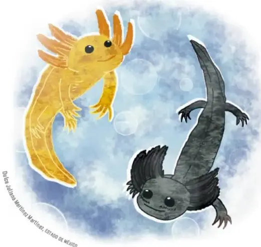 Ilustración de dos ajolotes, uno amarillo y uno negro, nadando.