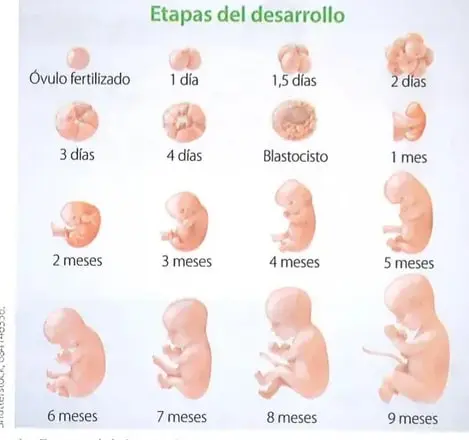 Secuencia ilustrada de las etapas del desarrollo embrionario desde el óvulo fecundado hasta los nueve meses.