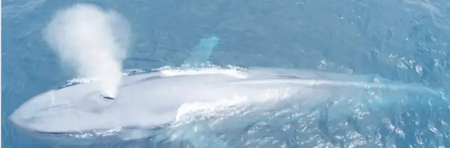 Fotografía de una ballena en la superficie del mar, exhalando un gran chorro de vapor de agua.