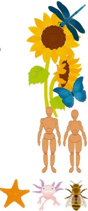 Ilustración de un girasol, una libélula azul y una mariposa azul, ejemplos de simetría en la naturaleza.