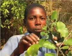 Niño afroecuatoriano mostrando hojas de una planta medicinal sembrada en su vivienda.