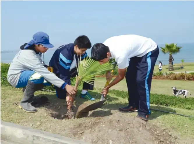 Fotografía de tres estudiantes y una persona adulta plantando un árbol en un parque con pasto, cerca del mar, participando en una actividad comunitaria.