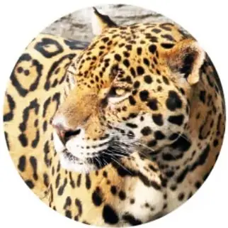 Jaguar de perfil: pelaje amarillo con rosetas negras.