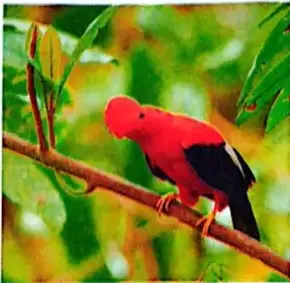 Fotografía de un tigrillo de la Amazonía, animal representativo de la Reserva Faunística Cuyabeno.