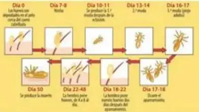 Cronología visual del ciclo del piojo con etapas en días.