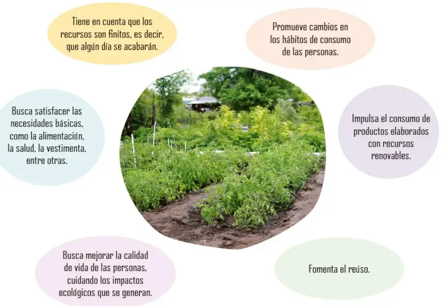 Huerto o parcela agrícola con cultivos verdes al aire libre.