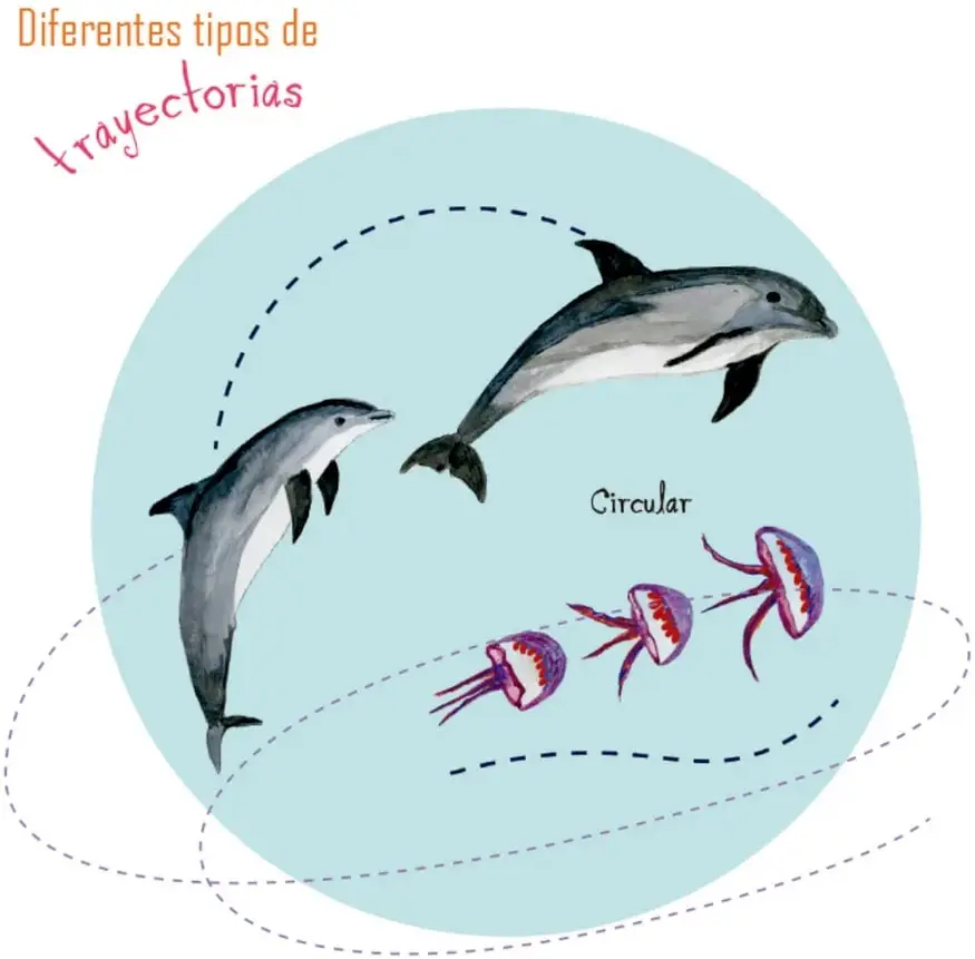 Ilustración en círculo azul claro titulada 'Diferentes tipos de trayectorias': dos delfines saltando con línea punteada circular y etiqueta 'Circular'; tres medusas violetas avanzando con caminos punteados curvos e irregulares. Crédito: Paola Stefani La Madrid, Ciudad de México.