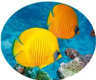 Dos peces amarillos nadando entre corales, ilustrando la vejiga natatoria.