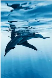 Tiburón nadando bajo el agua.